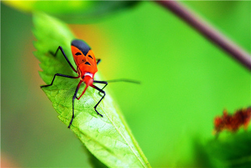 全国节能宣传周绿色出行倡议书环保标语精选最新 全国节能宣传周绿色出行倡议书环保标语精选最新